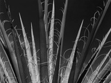 Succulents California, 1985