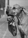 Great Dane Holding Chihuahua in Purse