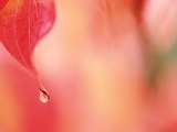Buy Dewdrop in the fall at AllPosters.com