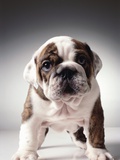 Buy English Bulldog Puppy at AllPosters.com