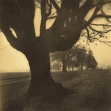 Old Oak Tree on Tree Lined Road