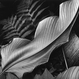 Buy Leaf, 1979 at AllPosters.com