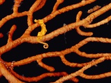 Buy Pygmy Sea Horse with Coral at AllPosters.com