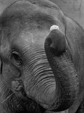 Mouse Balancing on Elephant's Trunk