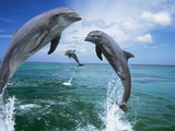 Dolphins Jumping in Ocean