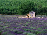 Cottage in Field of Lavender