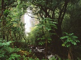 Waimoku Falls and Forest