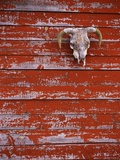 Steer Skull Hanging on a Barn Wall