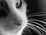 Cat's Head