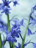Blue Bells