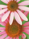 Pink Cone Flowers Close-Up