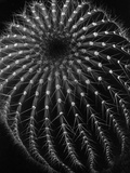 Buy Cactus at AllPosters.com