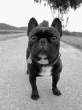 French Bulldog on Road