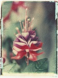 Freesia Flower