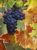 Grapes on a Vine Fotografie-Druck