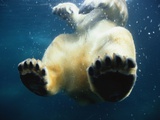 Paws of a Floating Polar Bear