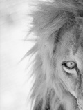 Half of Lion's Face