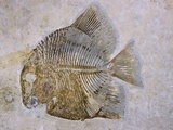 Buy Macromesodon Macropterus Fish Fossil at AllPosters.com