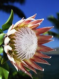 King Protea on Maui