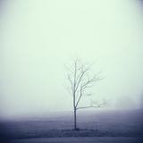 Tree Portrait, Discovery Park