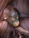 Buy Orangutan Baby Sleeping at AllPosters.com