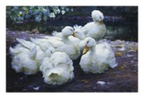 Ducks on the Bank of a River