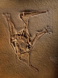 Pterodactylus Kochi Fossil