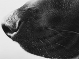 Buy Dog's Nose at AllPosters.com