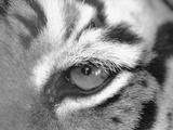 Tiger's Eye