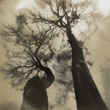 Trees, Discovery Park