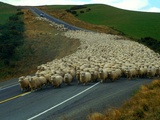 Flock of Sheep in Roadway