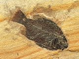 Fish Fossil
