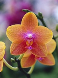 Orange and Yellow Orchid