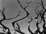 Buy Twisting Tree Branches at AllPosters.com