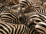 Herd of Zebras