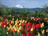 Buy Mount Hood - Oregon at AllPosters.com