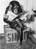 Chimpanzee Reading Newspaper Fotografie-Druck