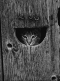 Buy Cat Peeking Out from Barn at AllPosters.com