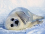 Buy Harp Seal Pup on its Side at AllPosters.com