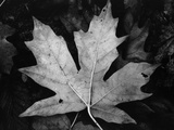 Buy Maple Leaf at AllPosters.com