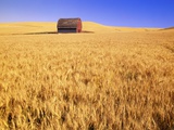 Buy Old Barn in Wheat Field, Eastern Washington at AllPosters.com