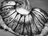 Buy Jellyfish, California, 1967 at AllPosters.com
