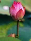 Lotus Flower