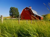Red Barn in Long Grass