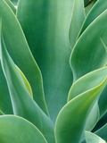 Agave Plant