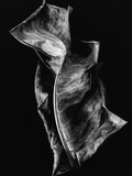 Buy Dead Leaf at AllPosters.com