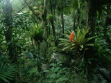 Bromeliads in a Puerto Rican Rainforest