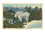 Rocky Mountain Goat, Glacier Park, Montana