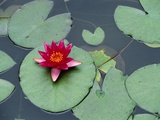 Blooming Water Lily at Heian Shrine
