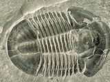 Trilobite Fossil